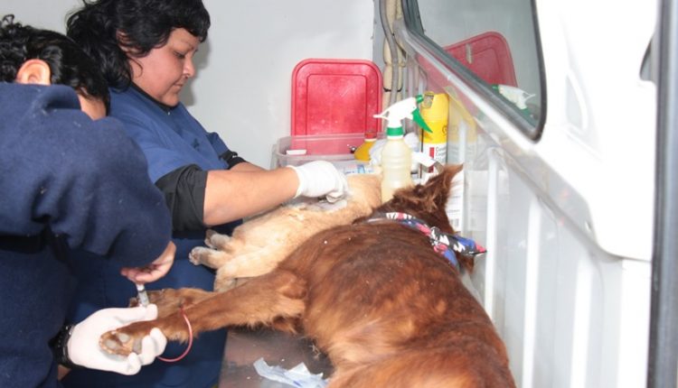 El Director de Zoonosis, Ricardo Hueda detalló los objetivos de la campaña de castración masiva recientemente lanzada.