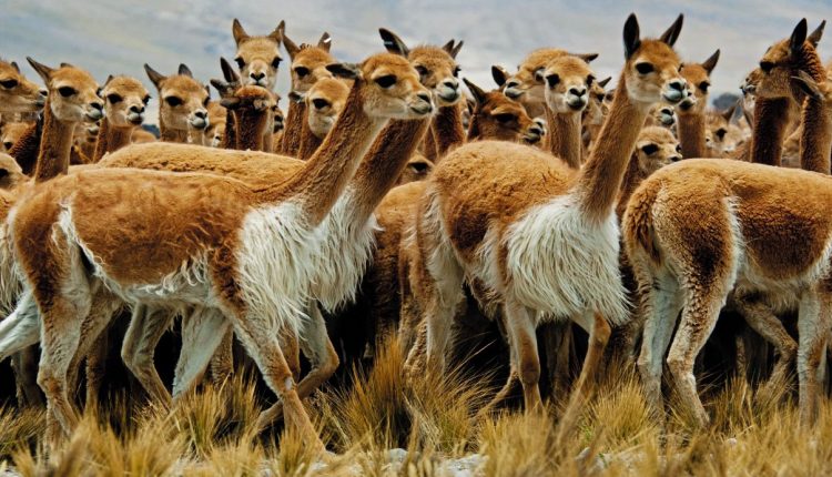 vicuñas