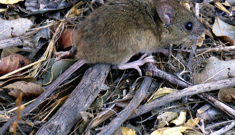 Hantavirus