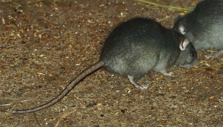 Hantavirus